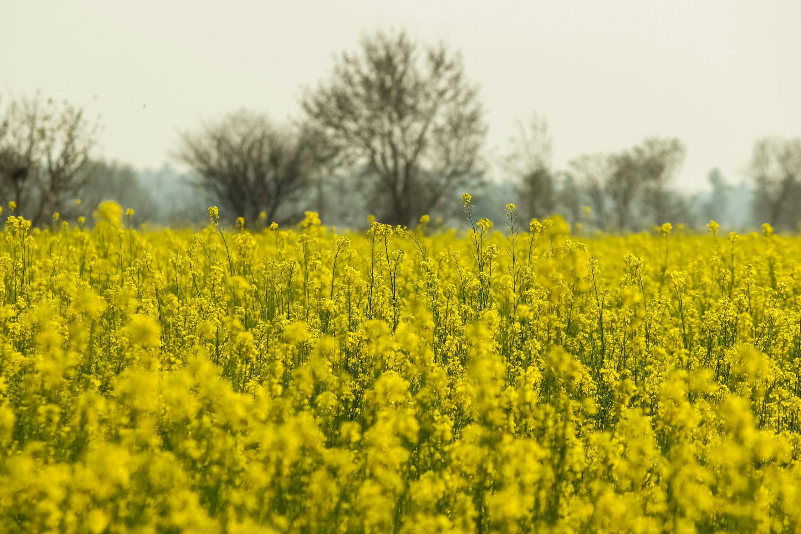 Alternative au phosmet advansee