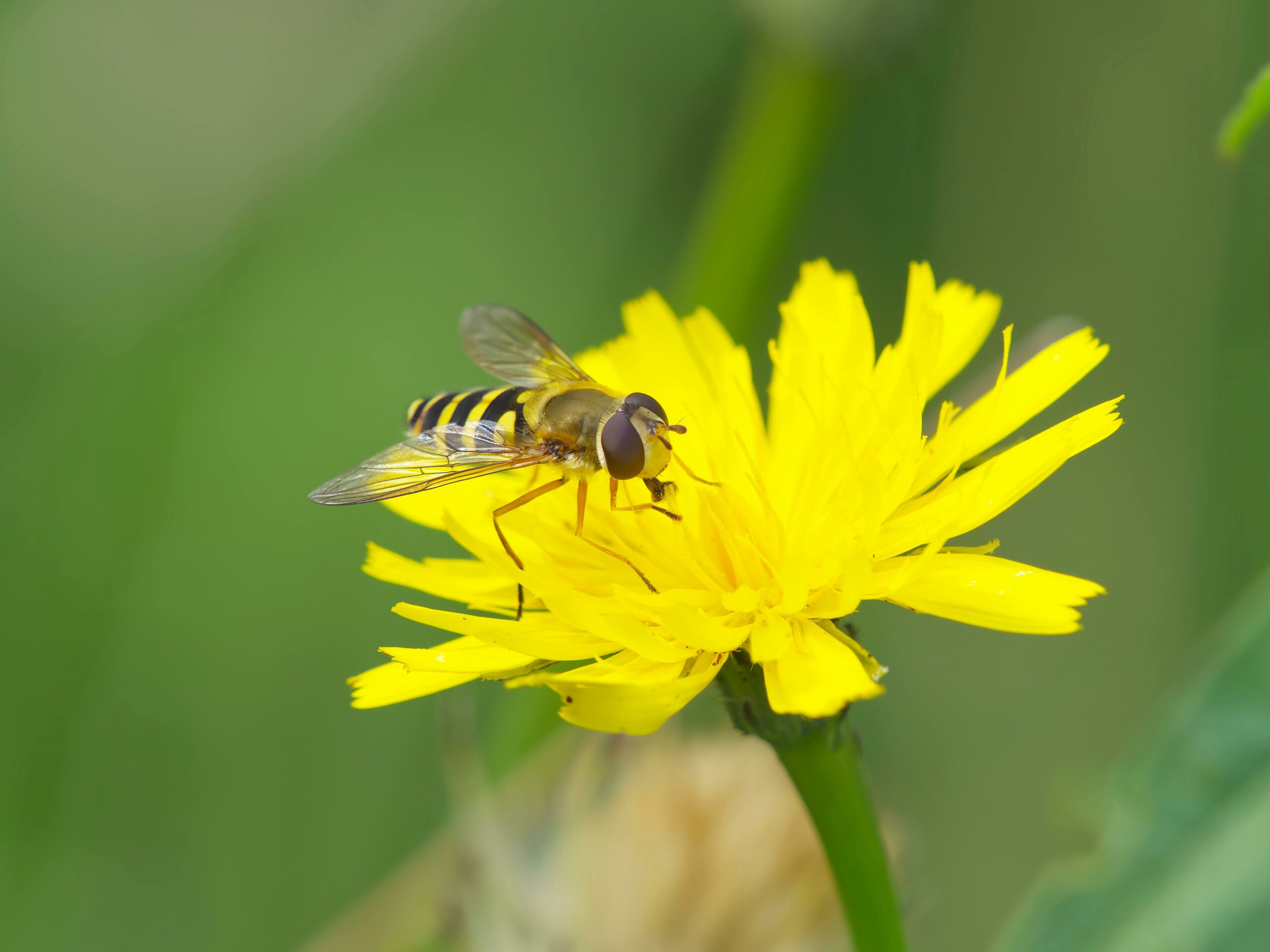 Etude comportement insectes advansee