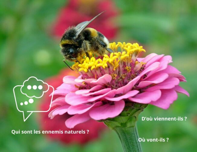Etude de la biodiversité advansee