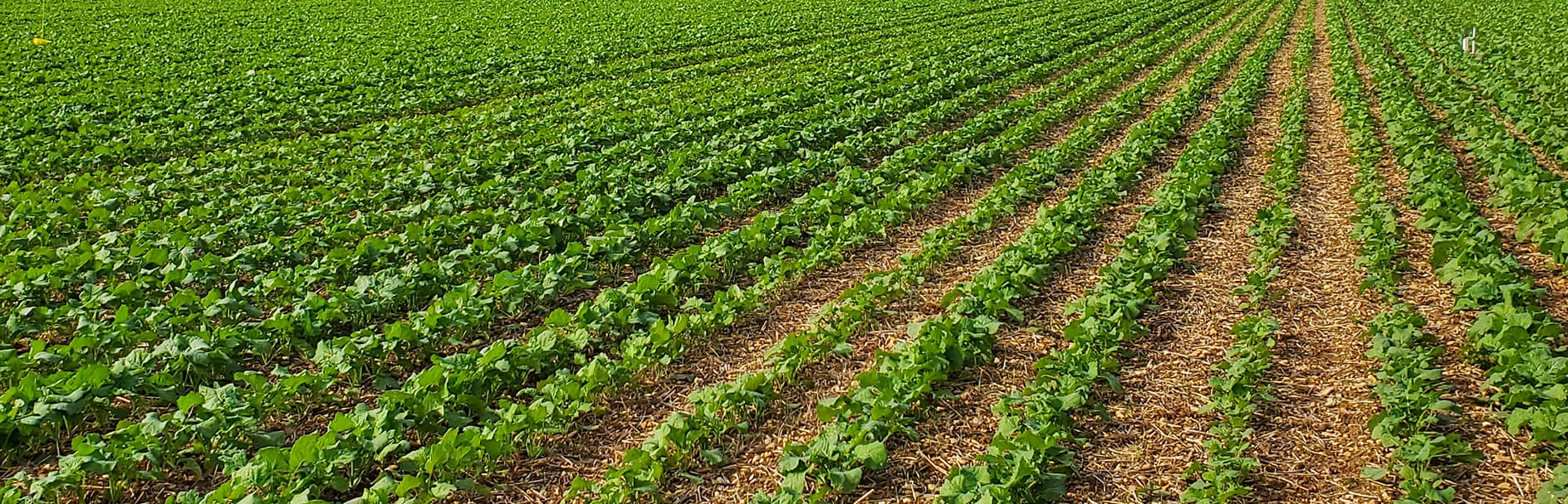 Produits advansee(1)