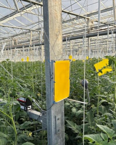 Aleurode de la tomate