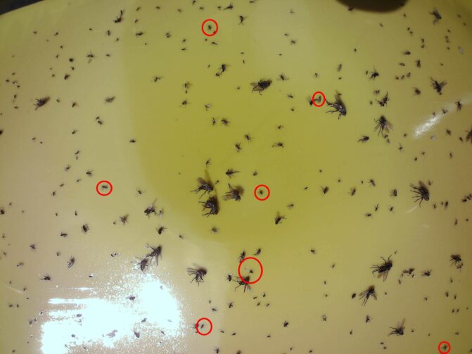 identification des insectes ravageurs