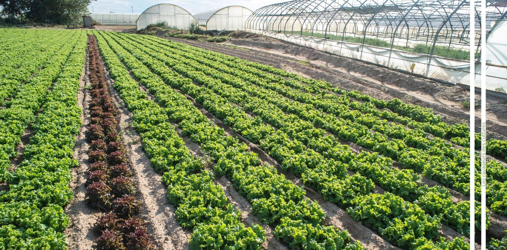 Maladie de la salade advansee