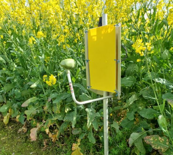 Piege egleek colza advansee