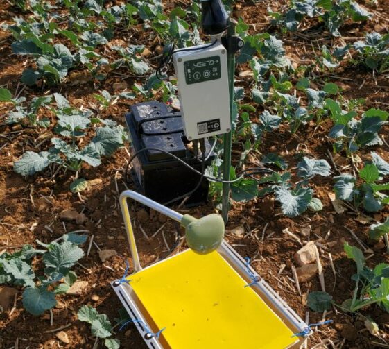 Piege egleek sol advansee