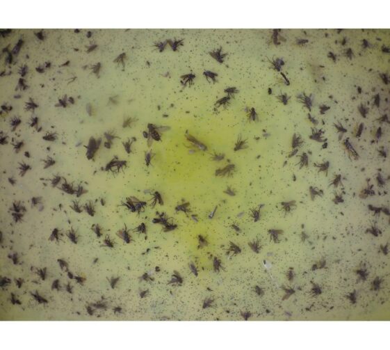 Plaque glu piege advansee