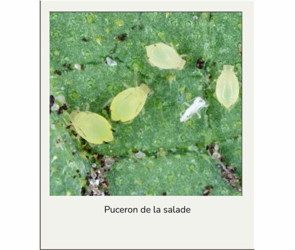 Puceron de la salade advansee