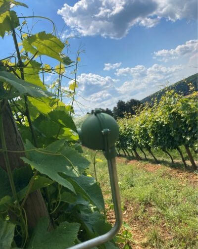 Ravageurs de la vigne