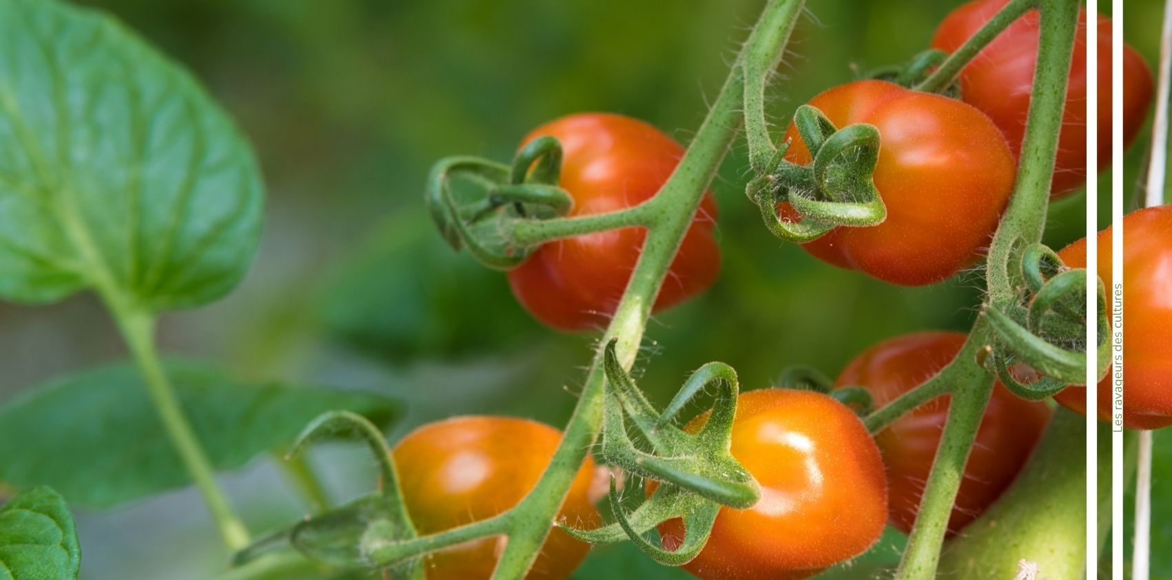 Aleurode de la tomate advansee