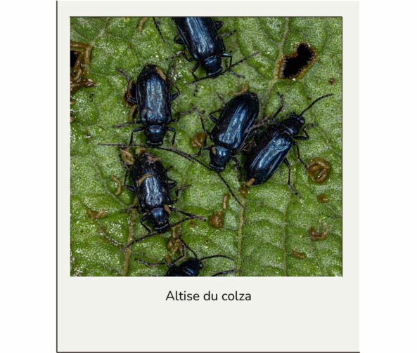 Altise du colza advansee