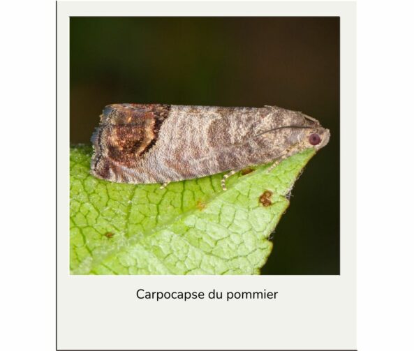 Carpocapse du pommier advansee