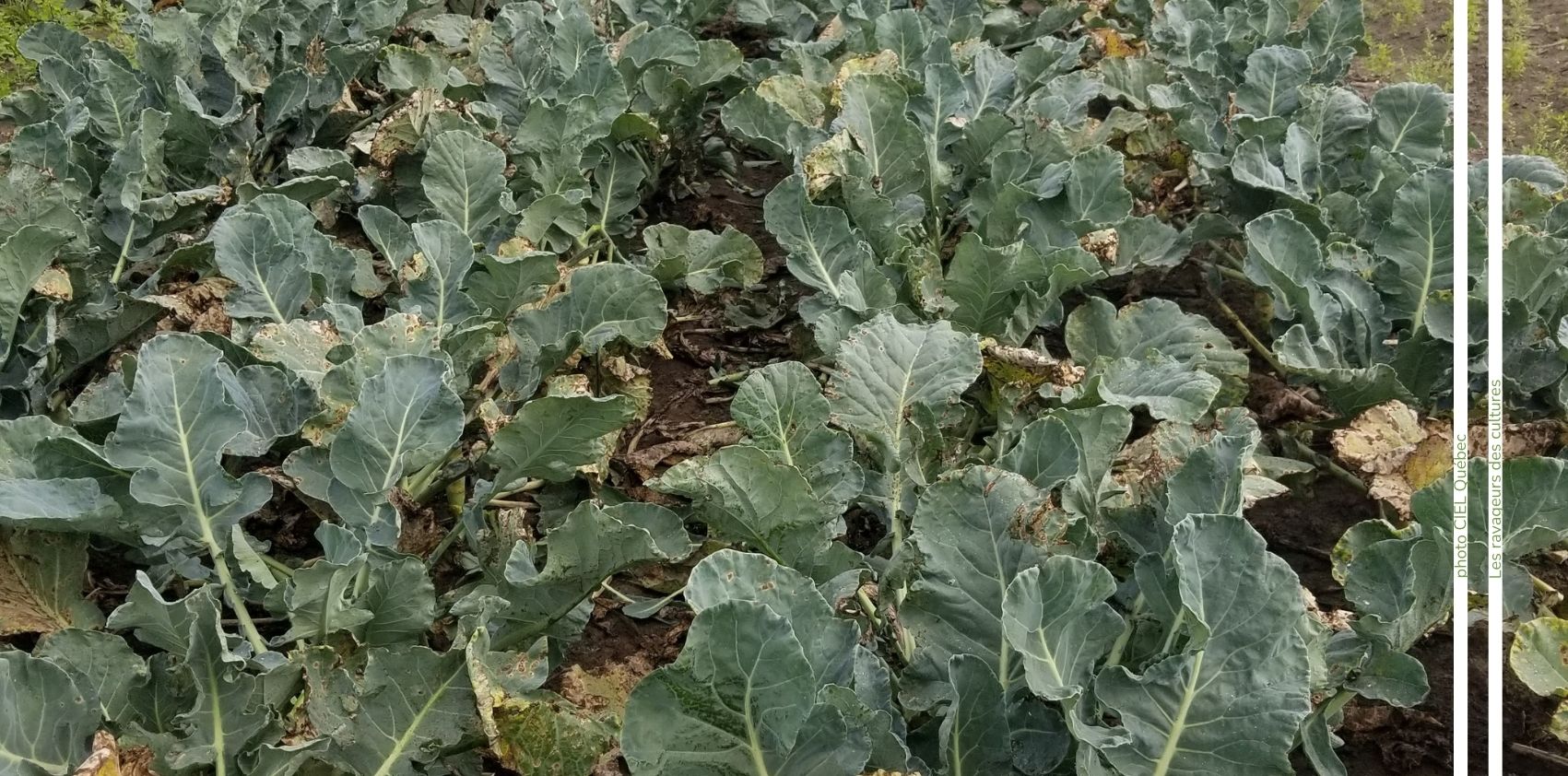 Champ de brocoli alternia ciel quebec