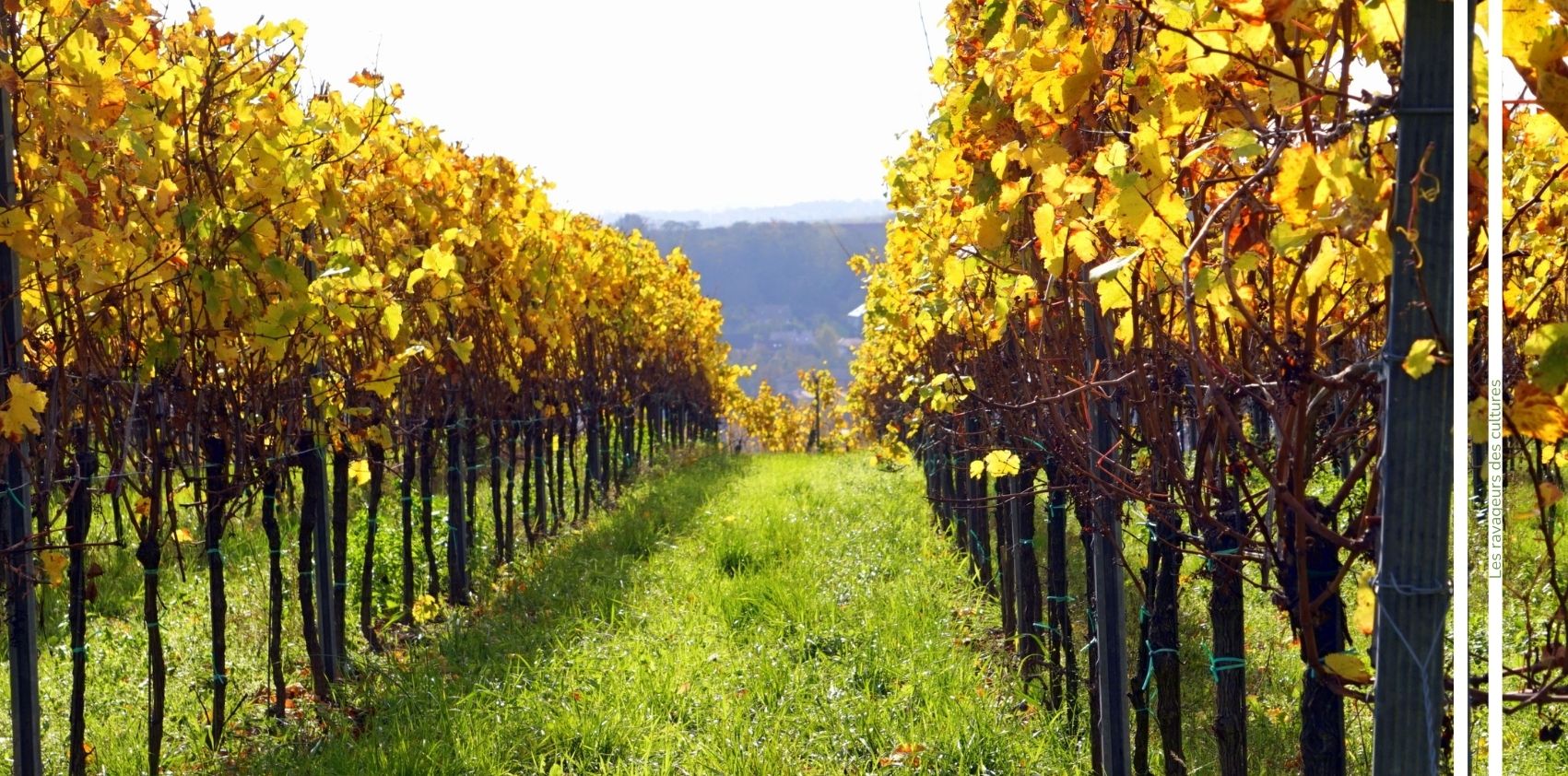 Flavescence doree vigne advansee