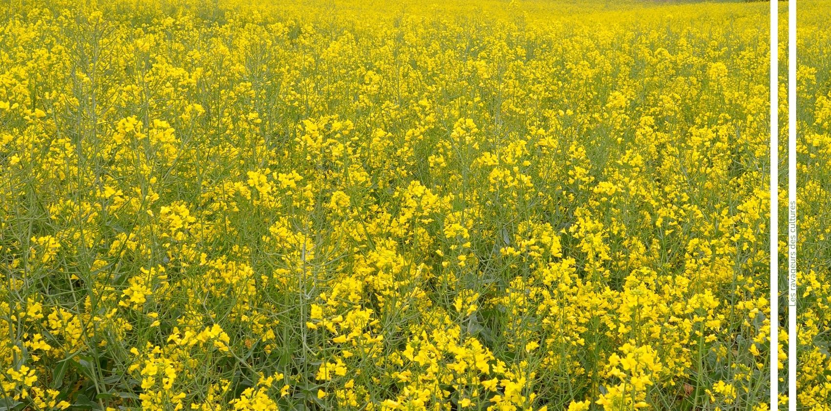 Grosse alrise colza advansee