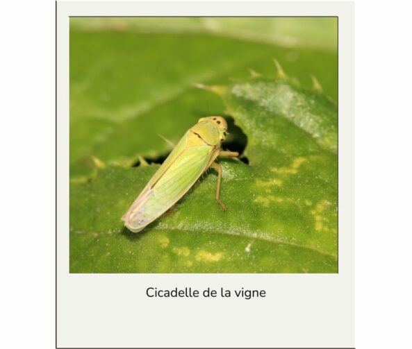 Lutte cicadelle de la vigne advansee