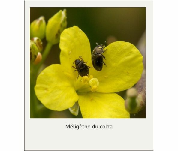 Meligethe du colza advansee