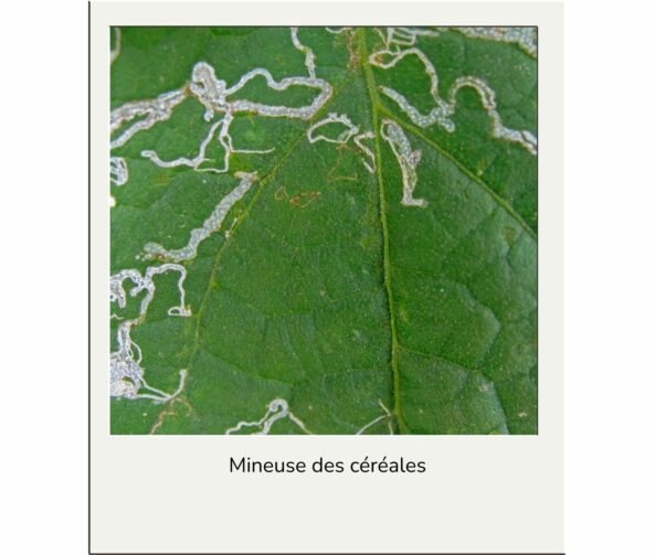 Mineuse des cereales advansee