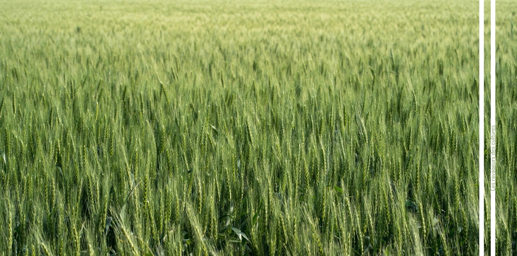 Mineuse du blé advansee