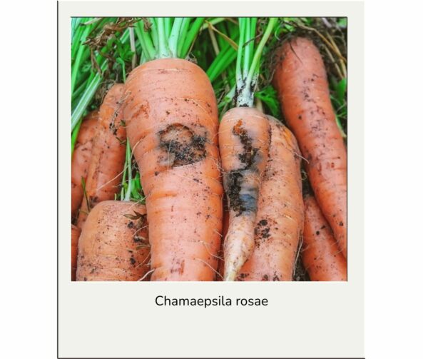 Mouche de la carotte advansee