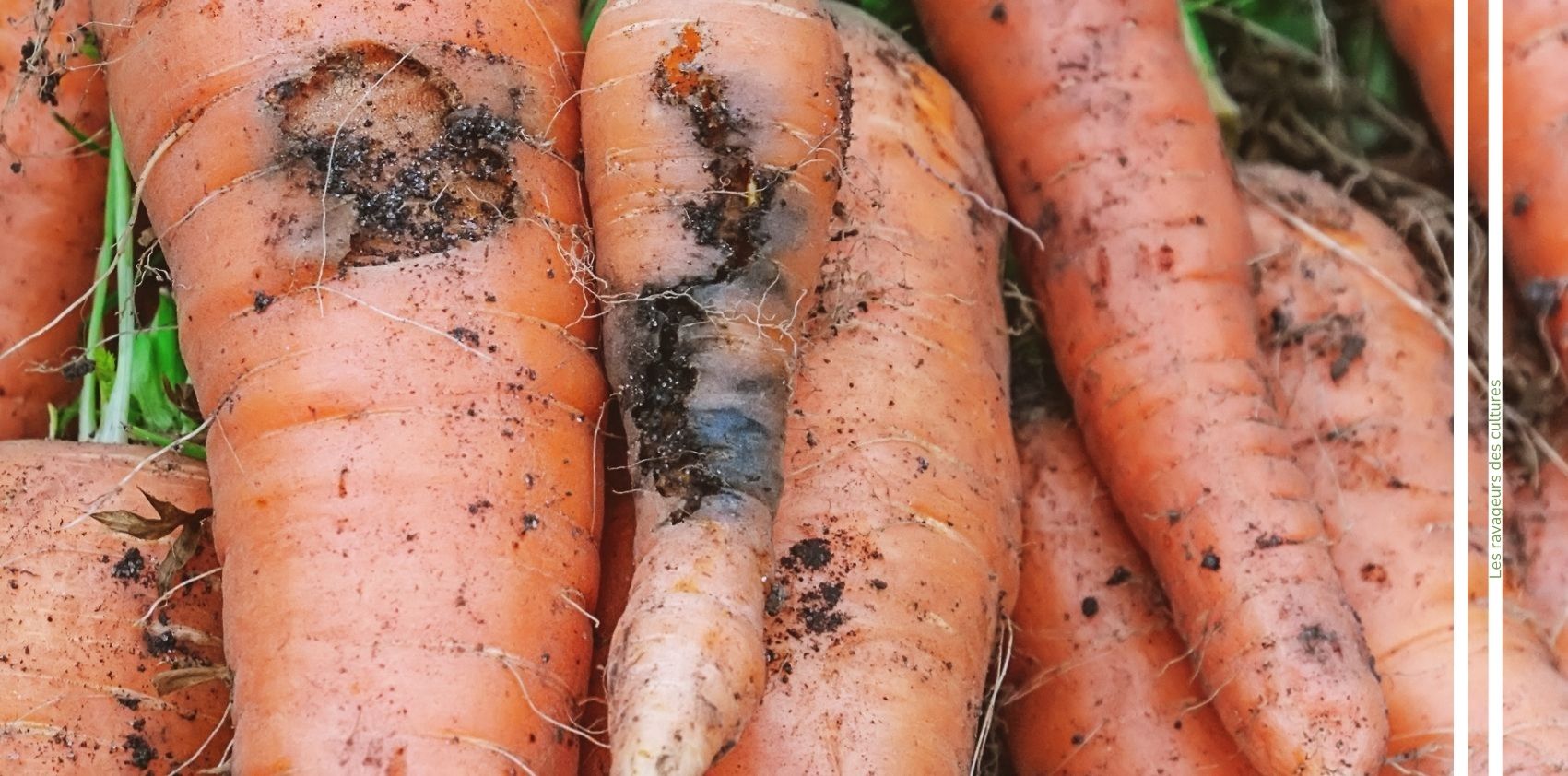 Mouche de la carotte advansee