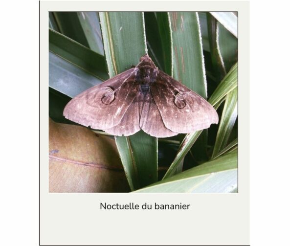 Noctuelle du bananier advansee