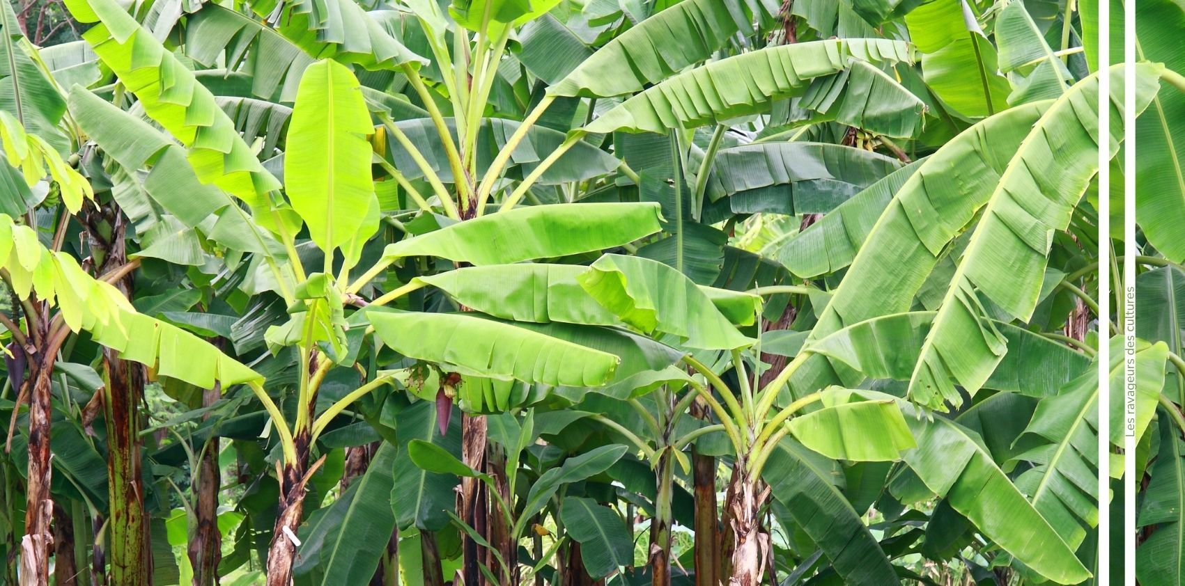 Noctuelle du bananier advansee