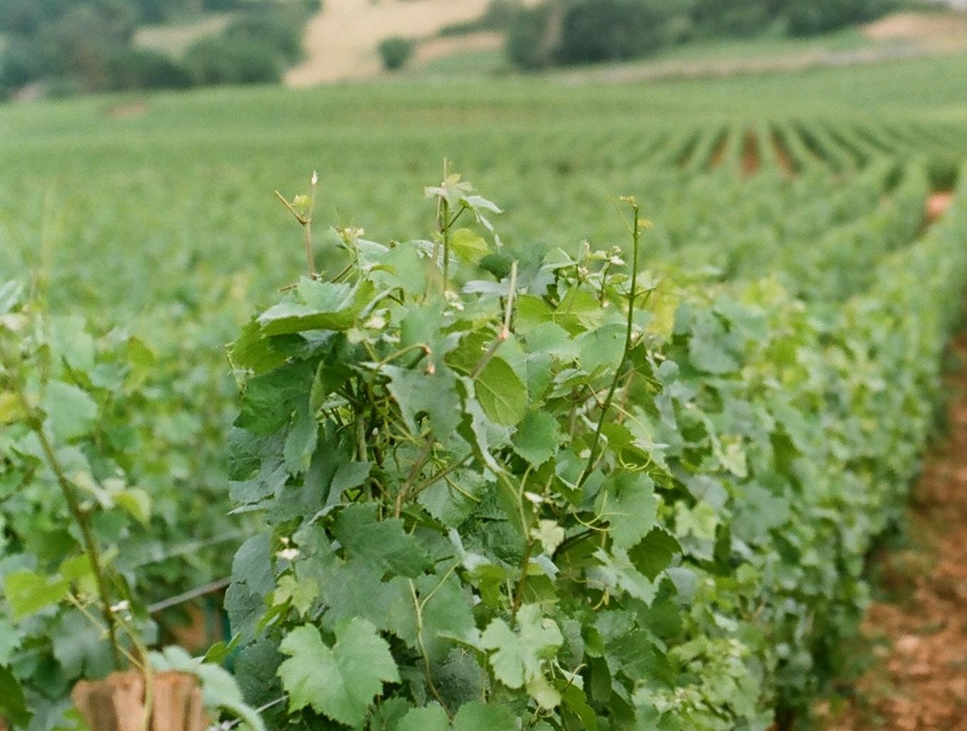 Pexels 1434506 10095868 6