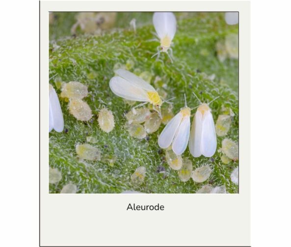 Solution aleurode de la tomate advansee