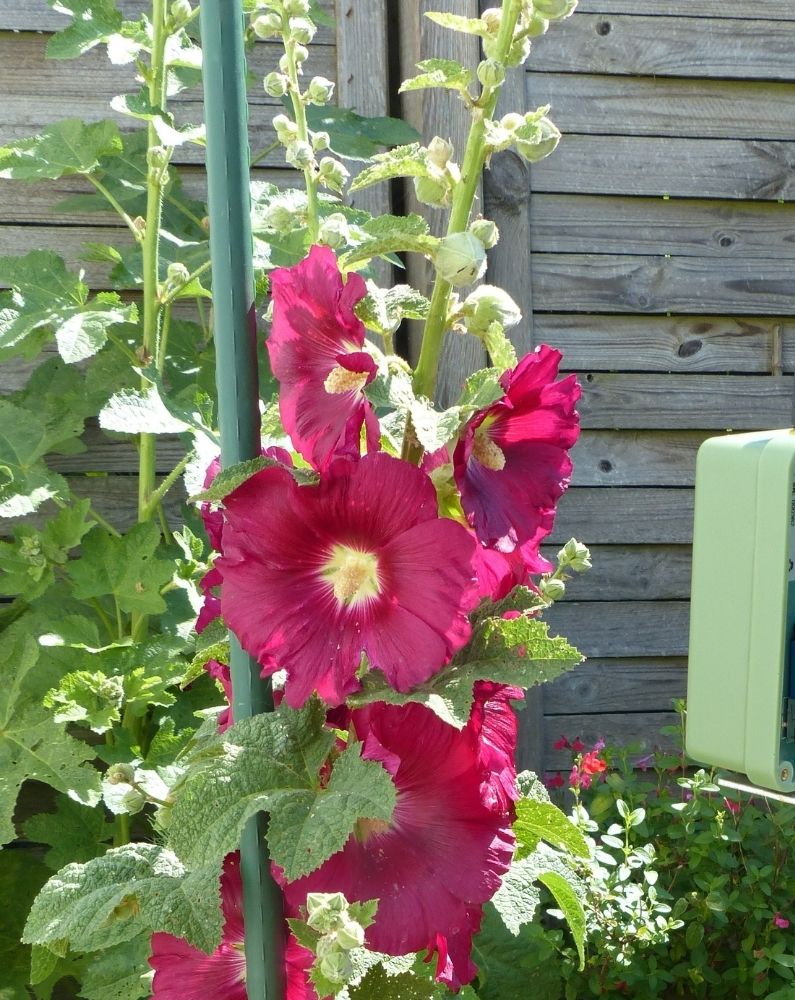 Suivi des insectes pollinisteurs