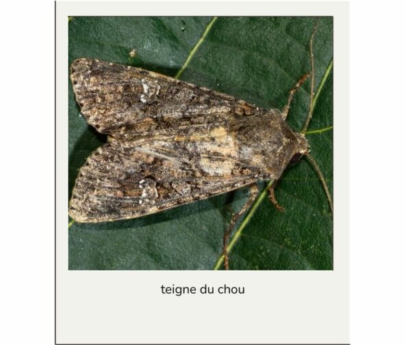 Teigne du chou advansee