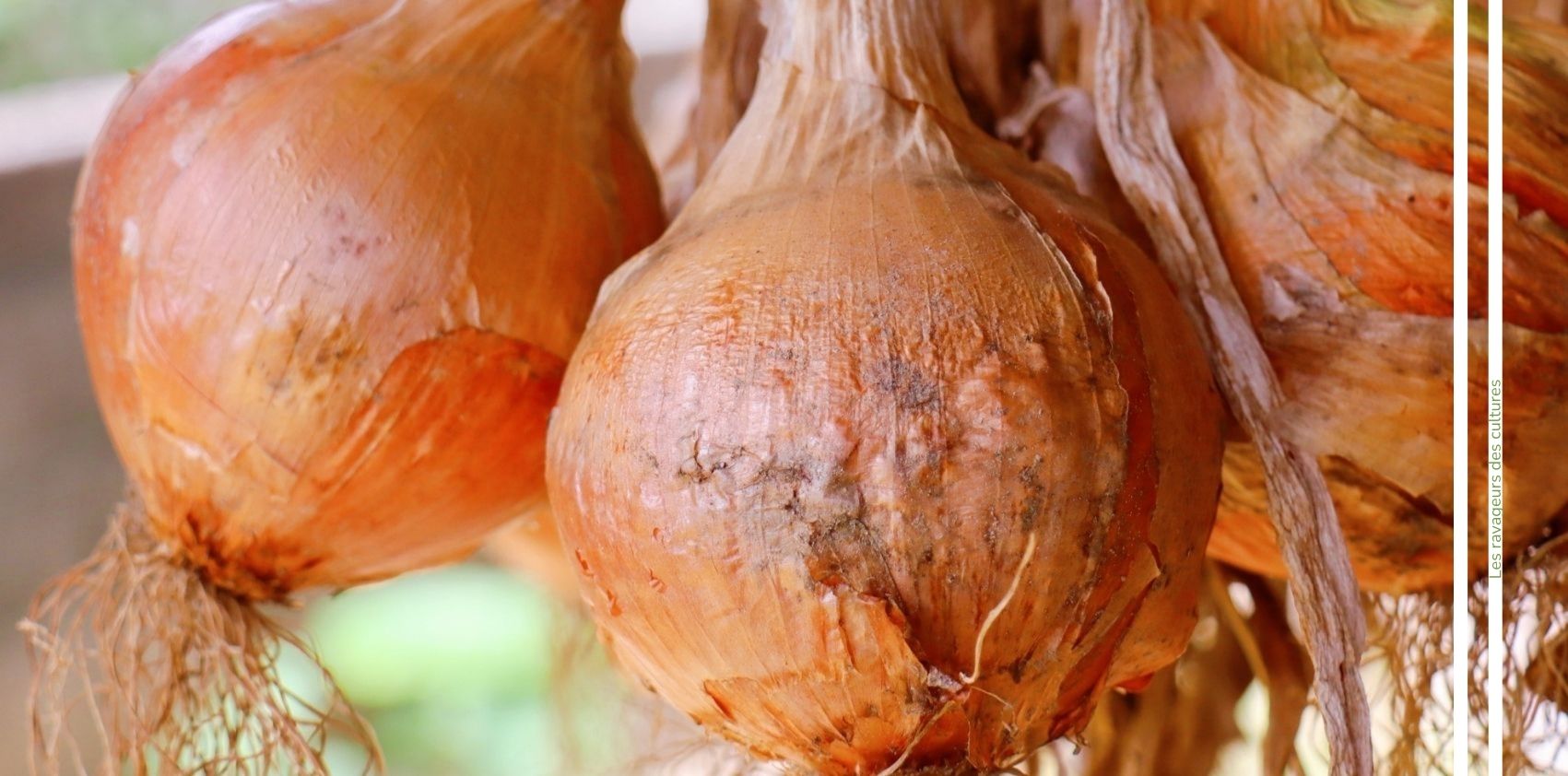 Thrips de l oigon advansee