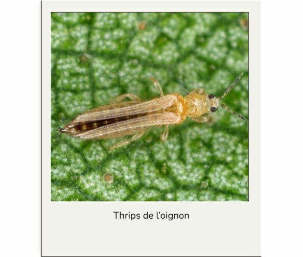 Thrips oignon advansee