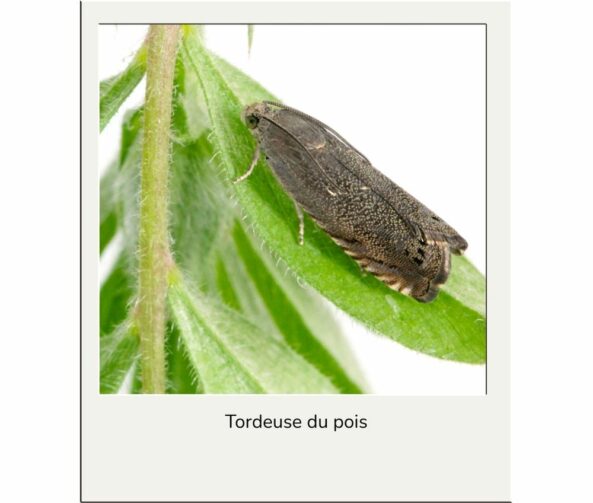 Tordeuse du pois advansee