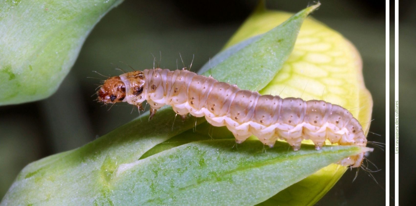 Tordeuse du pois advansee