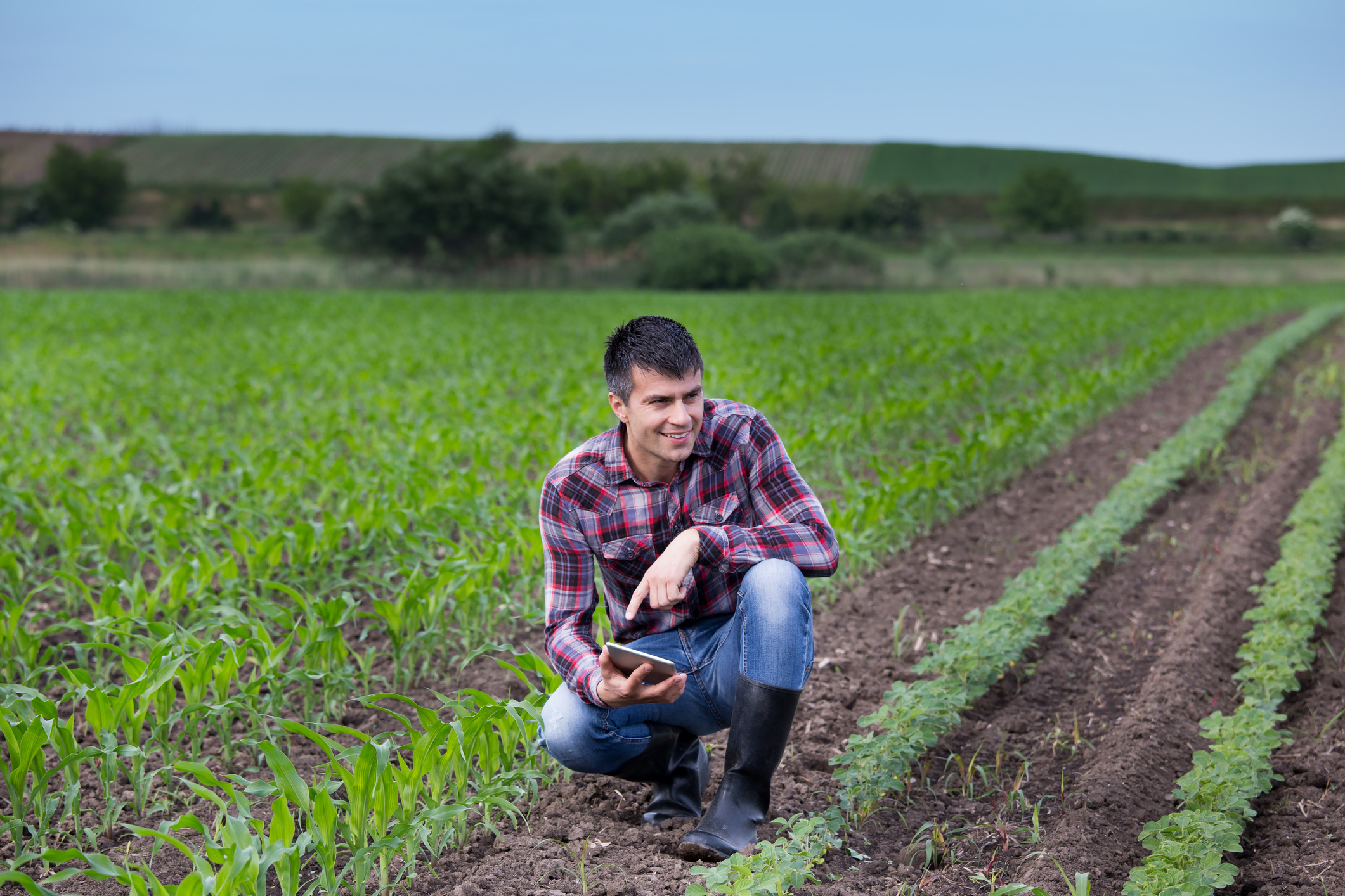 Farmer with tablet in soybean and corn field