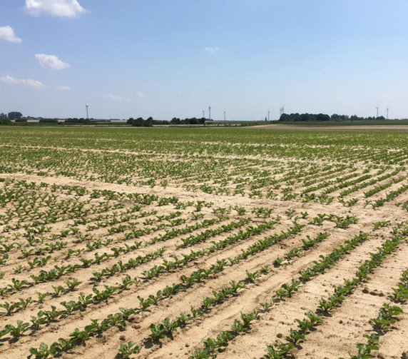 Betterave sucriere advansee