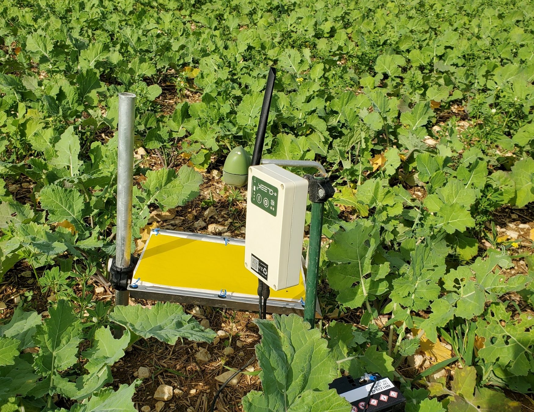 Détection des maladies insectes ravageurs advansee