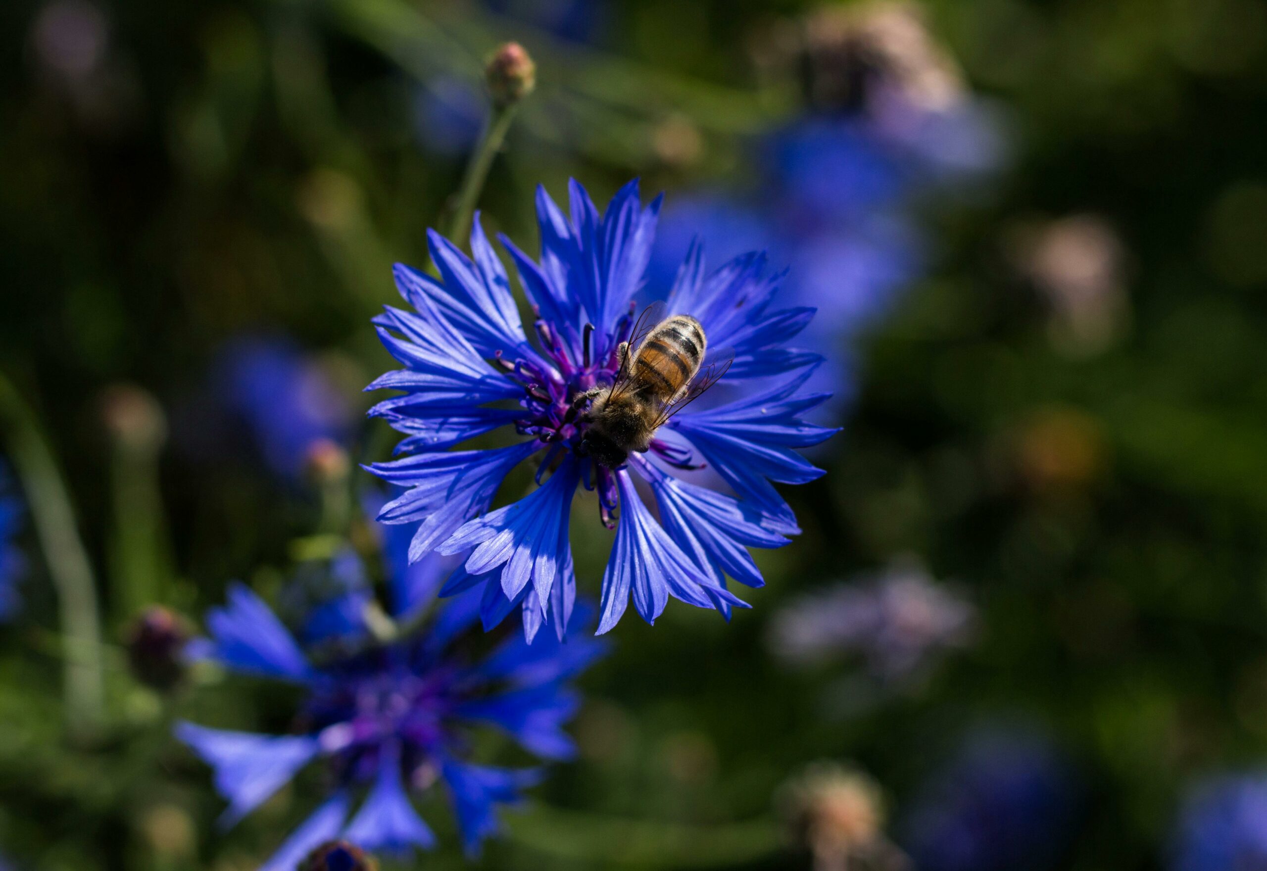 Pollinisation bleuet advansee