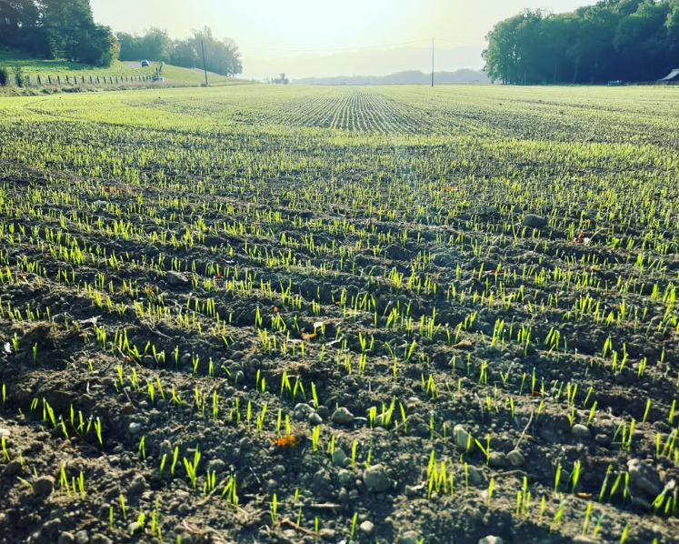 Semis de blé advansee